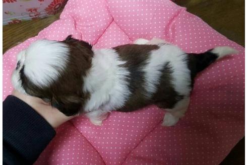 成約済の愛知県のシーズー-13740の2枚目