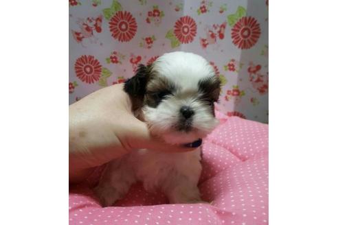 成約済の愛知県のシーズー-13740の1枚目