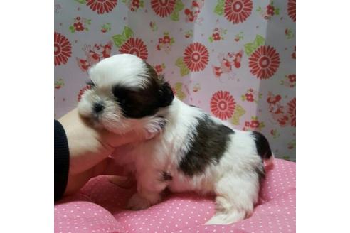 成約済の愛知県のシーズー-13742の2枚目