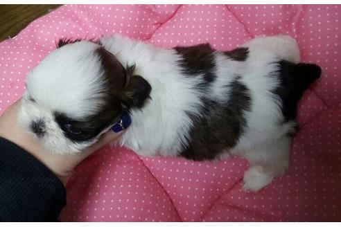 成約済の愛知県のシーズー-13742の1枚目