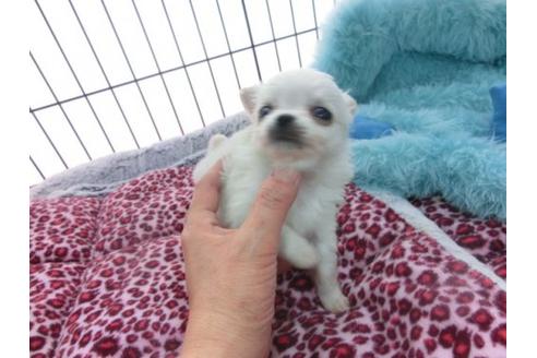 成約済の京都府のチワワ-13749の2枚目