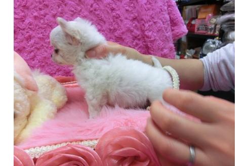 成約済の京都府のチワワ-13749の3枚目