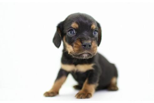 成約済の愛知県のミックス犬-13787の2枚目