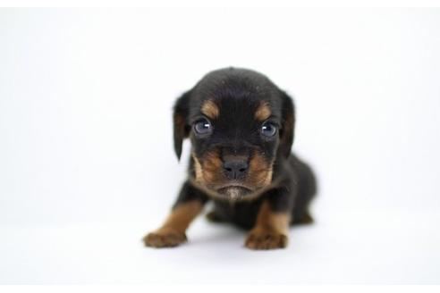 成約済の愛知県のミックス犬-13787の1枚目
