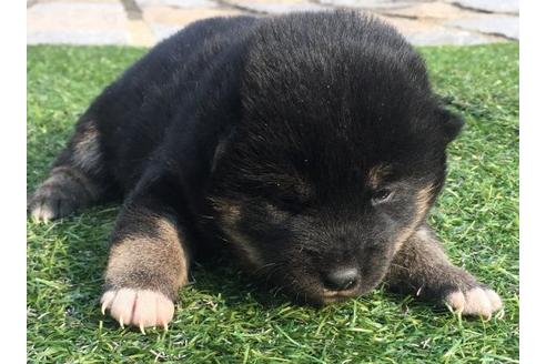 成約済の長崎県の柴犬-13480の1枚目