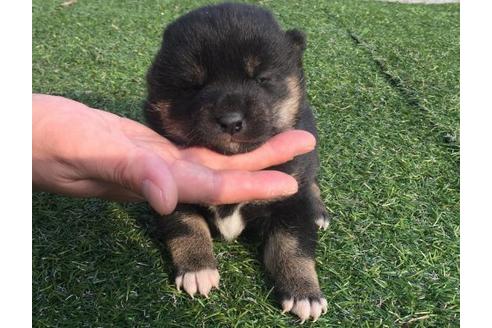 成約済の長崎県の柴犬-13480の2枚目