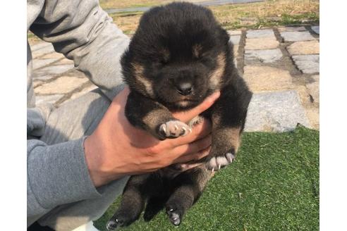 成約済の長崎県の柴犬-13480の3枚目
