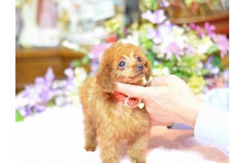 成約済の埼玉県のトイプードル-11637の1枚目