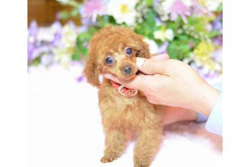 成約済の埼玉県のトイプードル-11637の2枚目
