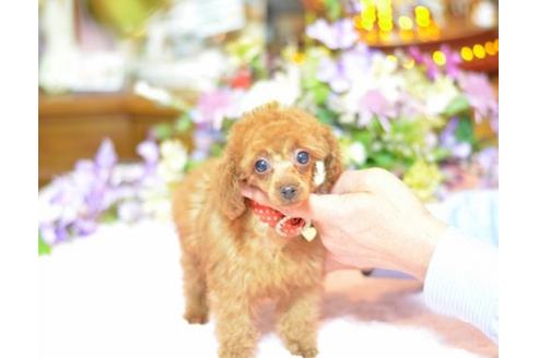 成約済の埼玉県のトイプードル-11637の3枚目