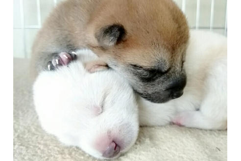 成約済の愛知県の柴犬-13845の2枚目