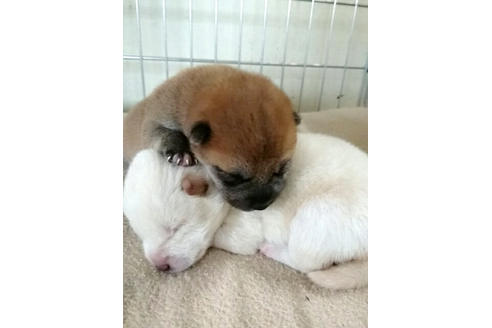 成約済の愛知県の柴犬-13845の1枚目