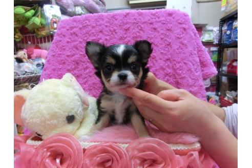 成約済の京都府のチワワ-13846の1枚目