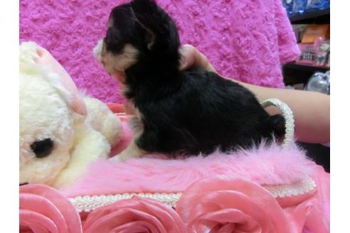 成約済の京都府のチワワ-13846の2枚目