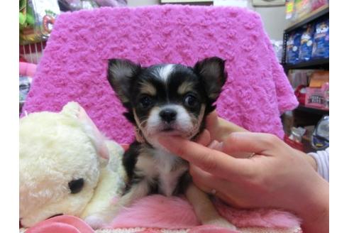 成約済の京都府のチワワ-13846の3枚目