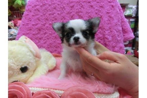成約済の京都府のチワワ-13847の1枚目