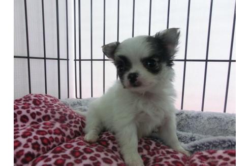 成約済の京都府のチワワ-13847の2枚目