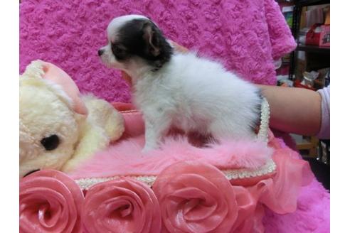 成約済の京都府のチワワ-13847の3枚目