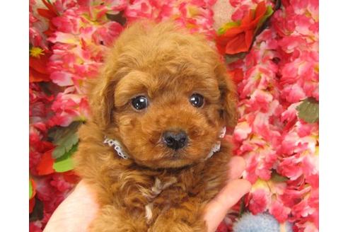 成約済の茨城県のトイプードル-13848の3枚目