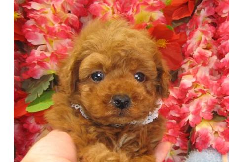 成約済の茨城県のトイプードル-13848の1枚目