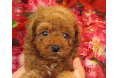 成約済の茨城県のトイプードル-13848の2枚目