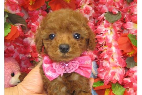 成約済の茨城県のトイプードル-13849の1枚目