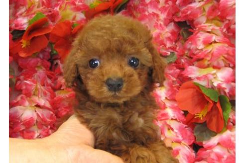 成約済の茨城県のトイプードル-13849の3枚目