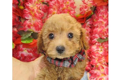 成約済の茨城県のトイプードル-13850の2枚目