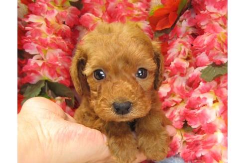 成約済の茨城県のトイプードル-13851の3枚目