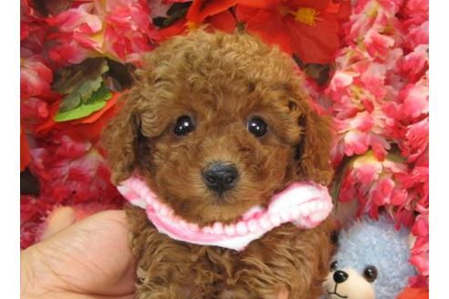 成約済の茨城県のトイプードル-13852の2枚目