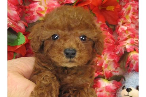 成約済の茨城県のトイプードル-13853の1枚目