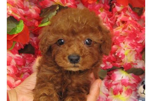 成約済の茨城県のトイプードル-13853の2枚目