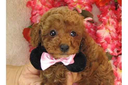 成約済の茨城県のトイプードル-13854の2枚目