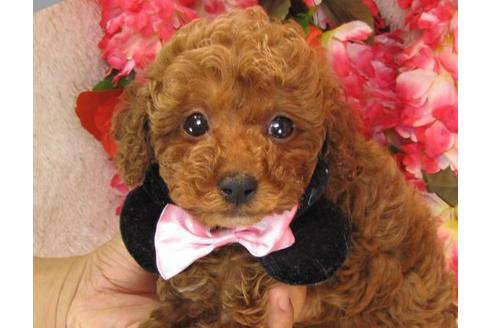 成約済の茨城県のトイプードル-13854の3枚目