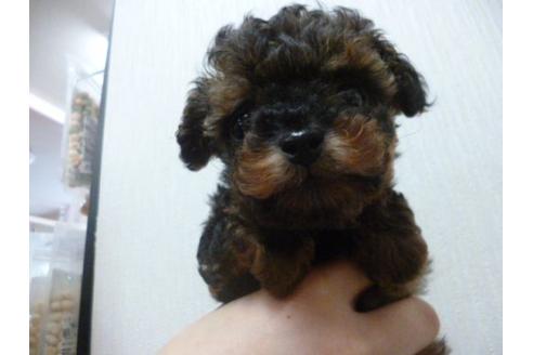 成約済の福岡県のトイプードル-13860の1枚目