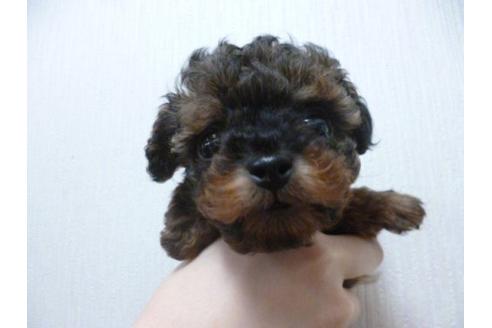 成約済の福岡県のトイプードル-13860の2枚目