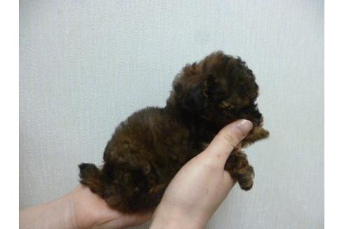 成約済の福岡県のトイプードル-13860の3枚目