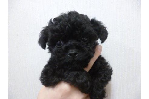 成約済の福岡県のトイプードル-13861の1枚目