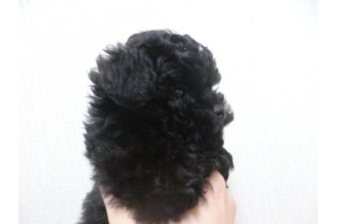 成約済の福岡県のトイプードル-13861の2枚目