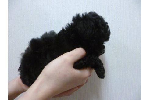 成約済の福岡県のトイプードル-13861の3枚目