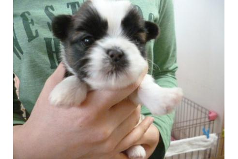 成約済の福岡県のシーズー-13862の1枚目