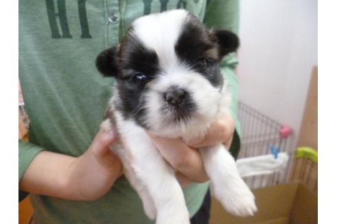 成約済の福岡県のシーズー-13862の2枚目