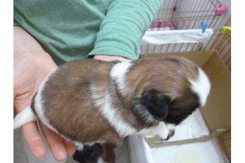 成約済の福岡県のシーズー-13862の3枚目