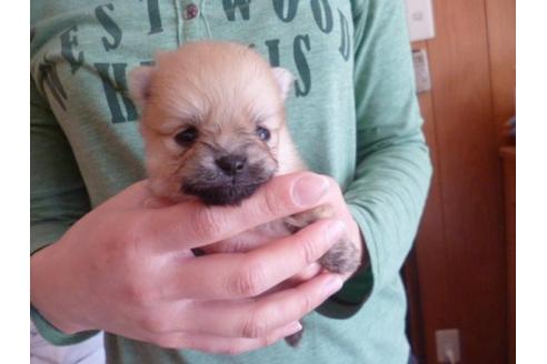 成約済の福岡県のポメラニアン-13863の1枚目