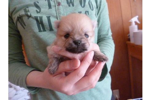 成約済の福岡県のポメラニアン-13863の2枚目