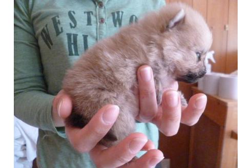 成約済の福岡県のポメラニアン-13863の3枚目