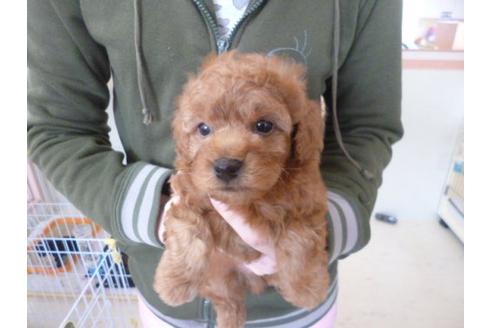 成約済の福岡県のトイプードル-13864の1枚目