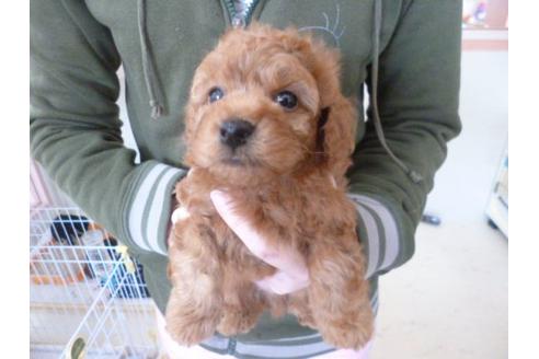 成約済の福岡県のトイプードル-13864の2枚目