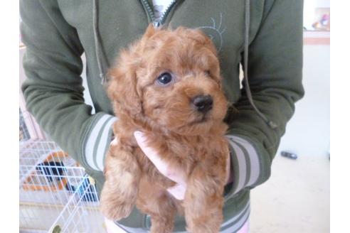 成約済の福岡県のトイプードル-13864の3枚目