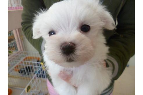 成約済の福岡県のマルチーズ-13865の1枚目